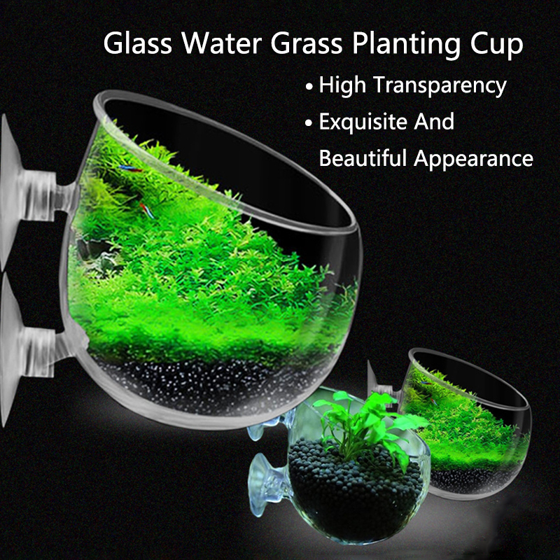 Aquarium Fish For Sale Online - Glass Aquarium Decoration Hanging Cup Fish