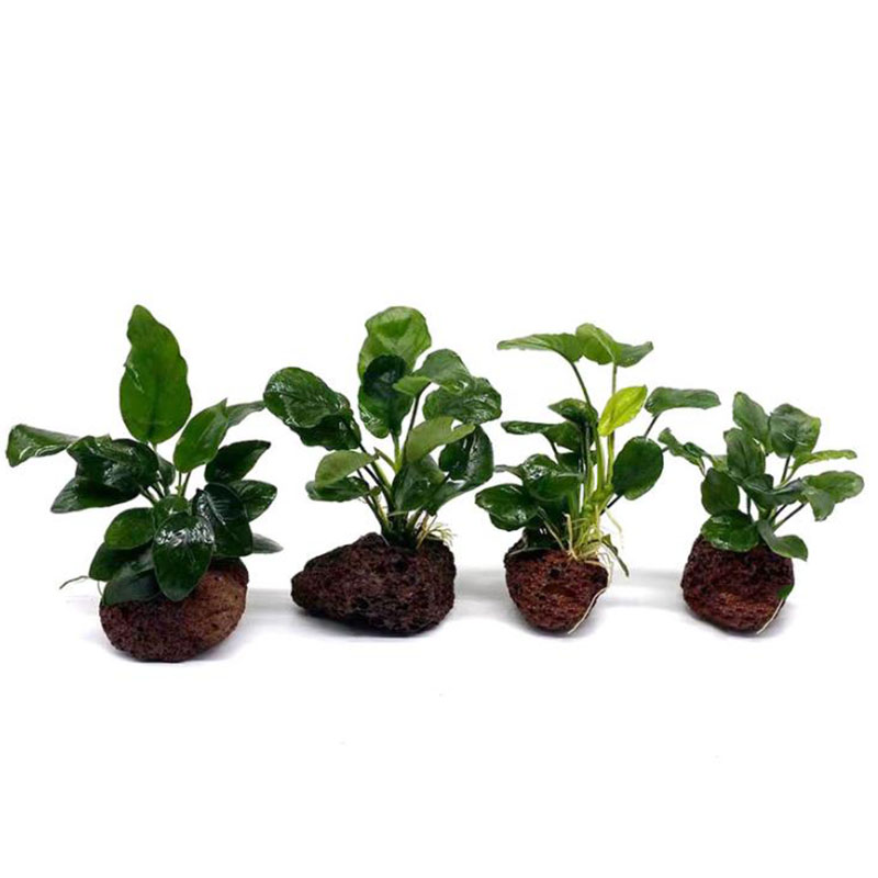 Volcanic Aquarium Decoration F – Aquarium Fish For Sale Online Bewertung und Preis
