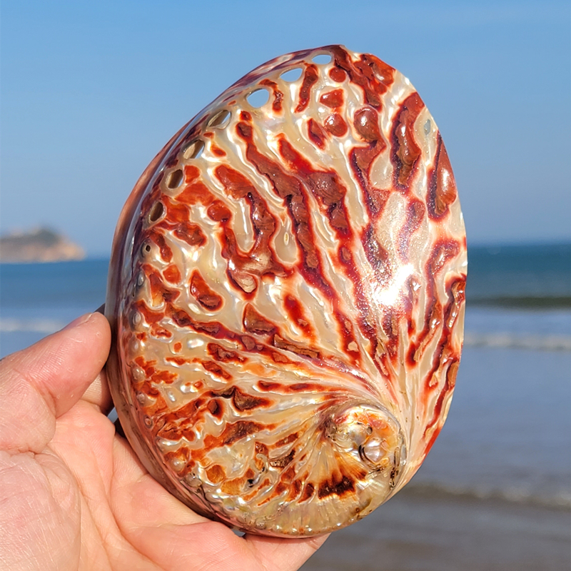 Home Decoration Red Pattern Ab – Aquarium Fish For Sale Online Bewertung und Preis