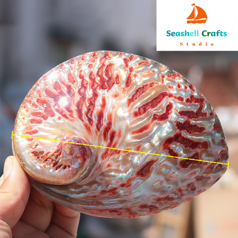 Home Decoration Red Pattern Ab – Aquarium Fish For Sale Online Bewertung und Preis