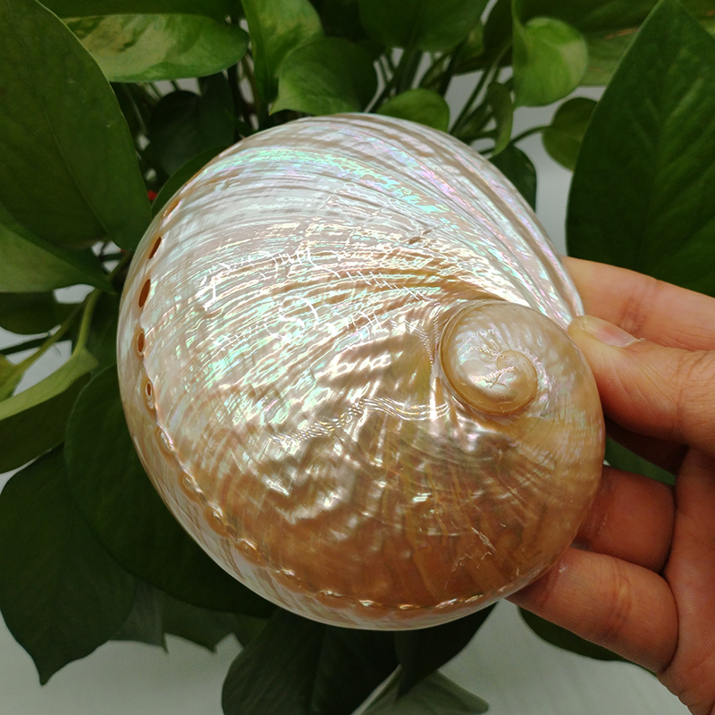 Home Decoration Red Pattern Ab – Aquarium Fish For Sale Online Bewertung und Preis