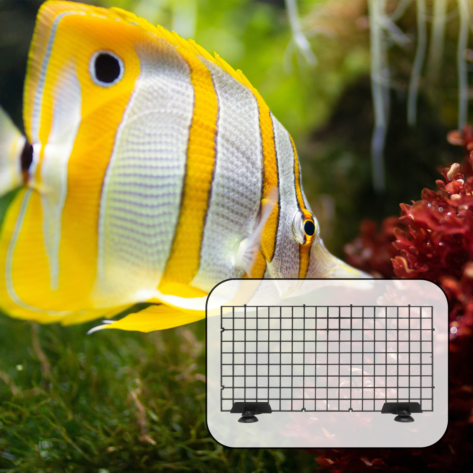 Big Size Fish Segregation Boar – Aquarium Fish Big Size Bewertung und Preis
