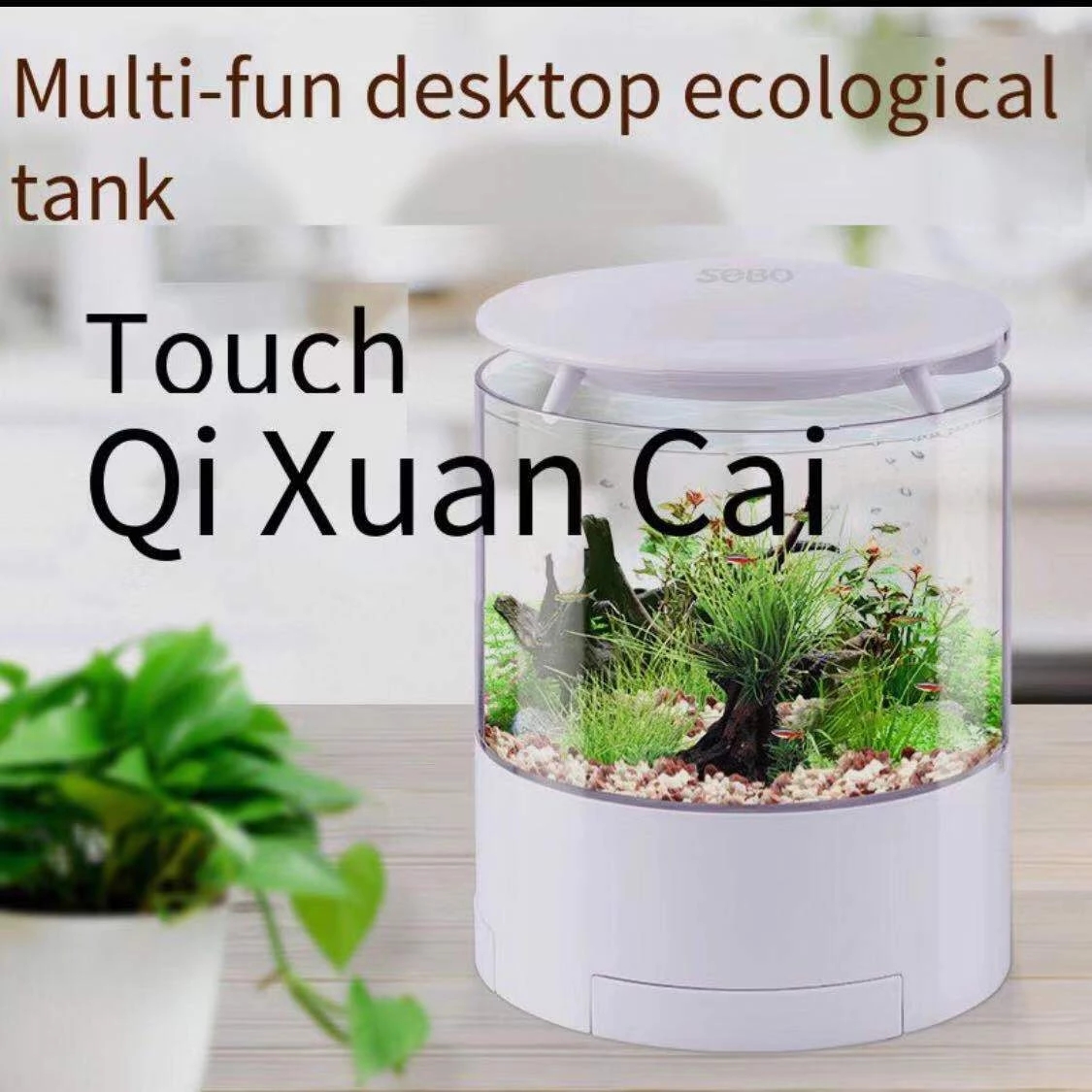 Round colorful lights desktop  – Aquarium Fish For Sale Bewertung und Preis
