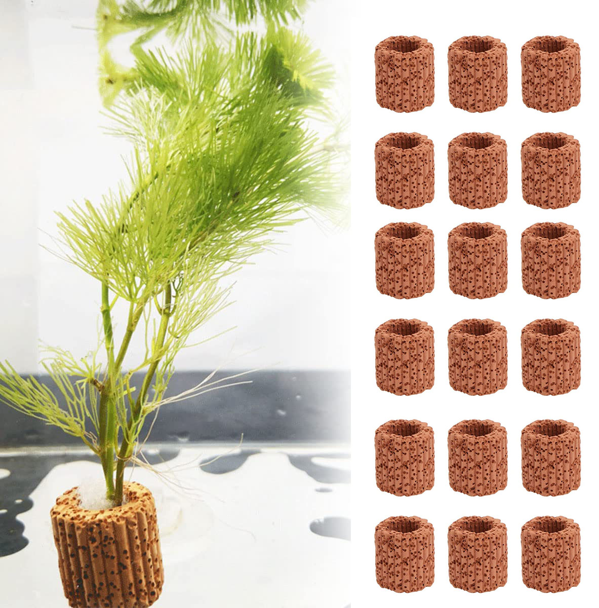10/20Pcs Aquatic Water Plant F – Aquarium Fish For Sale Online Bewertung und Preis