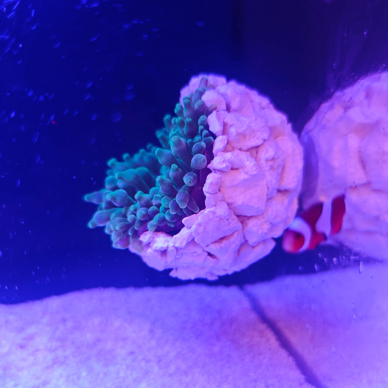 New DIY Handmade Floating Magn – Aquarium Fish For Sale Online Bewertung und Preis