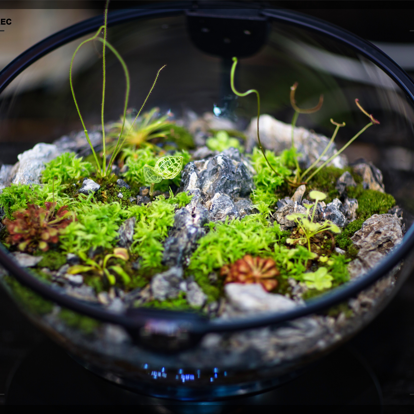 Hot Sales Acrylic Material  Ba – Aquarium Fish For Sale Bewertung und Preis