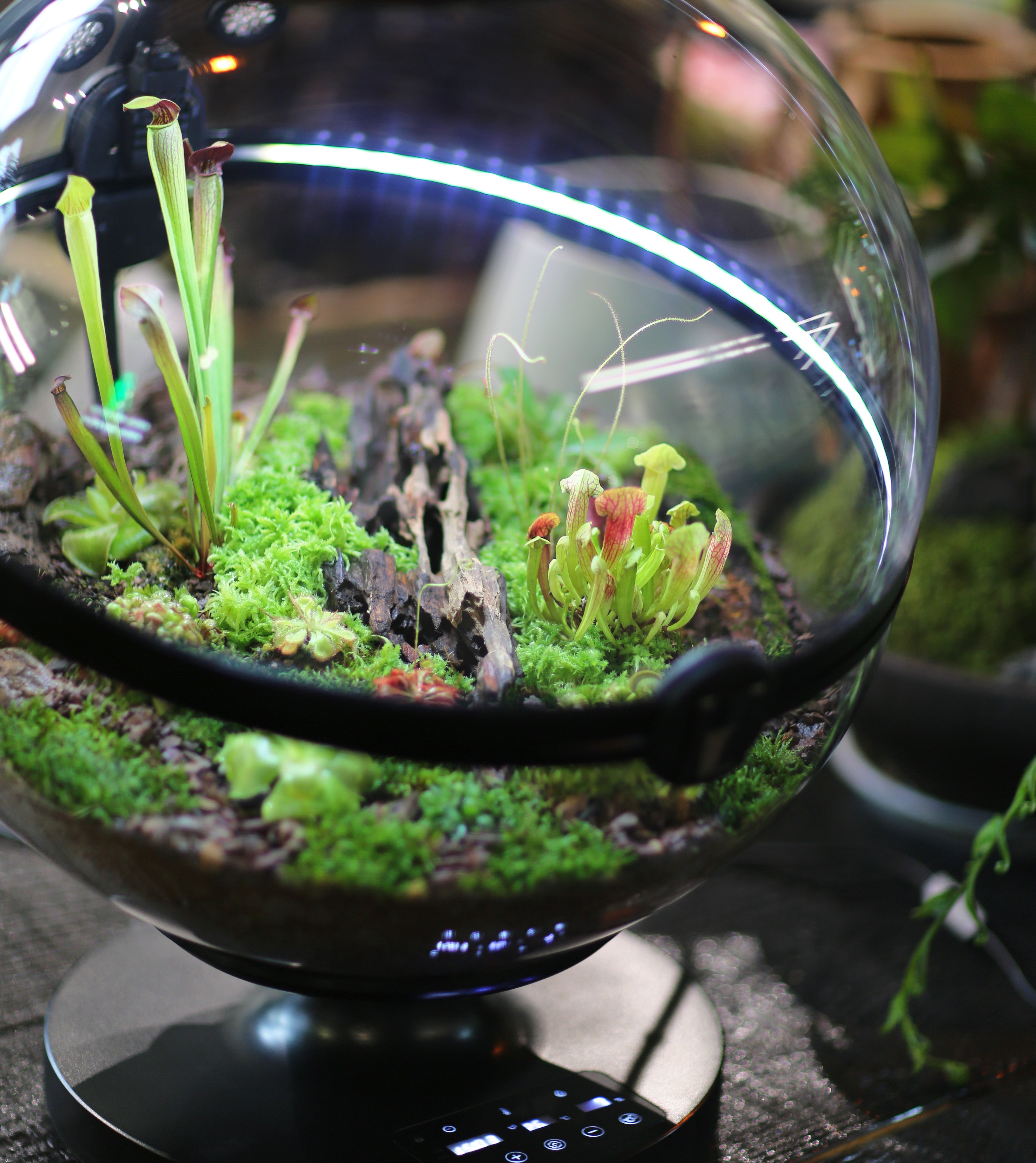 Hot Sales Acrylic Material  Ba – Aquarium Fish For Sale Bewertung und Preis