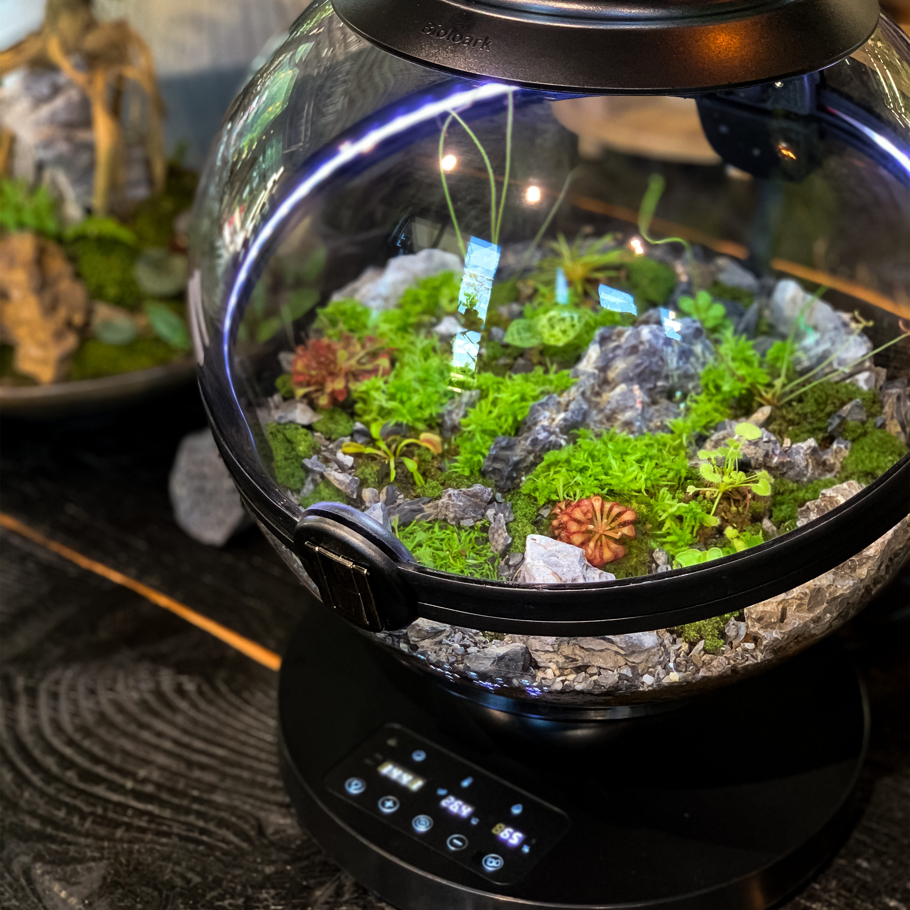 Hot Sales Acrylic Material  Ba – Aquarium Fish For Sale Bewertung und Preis