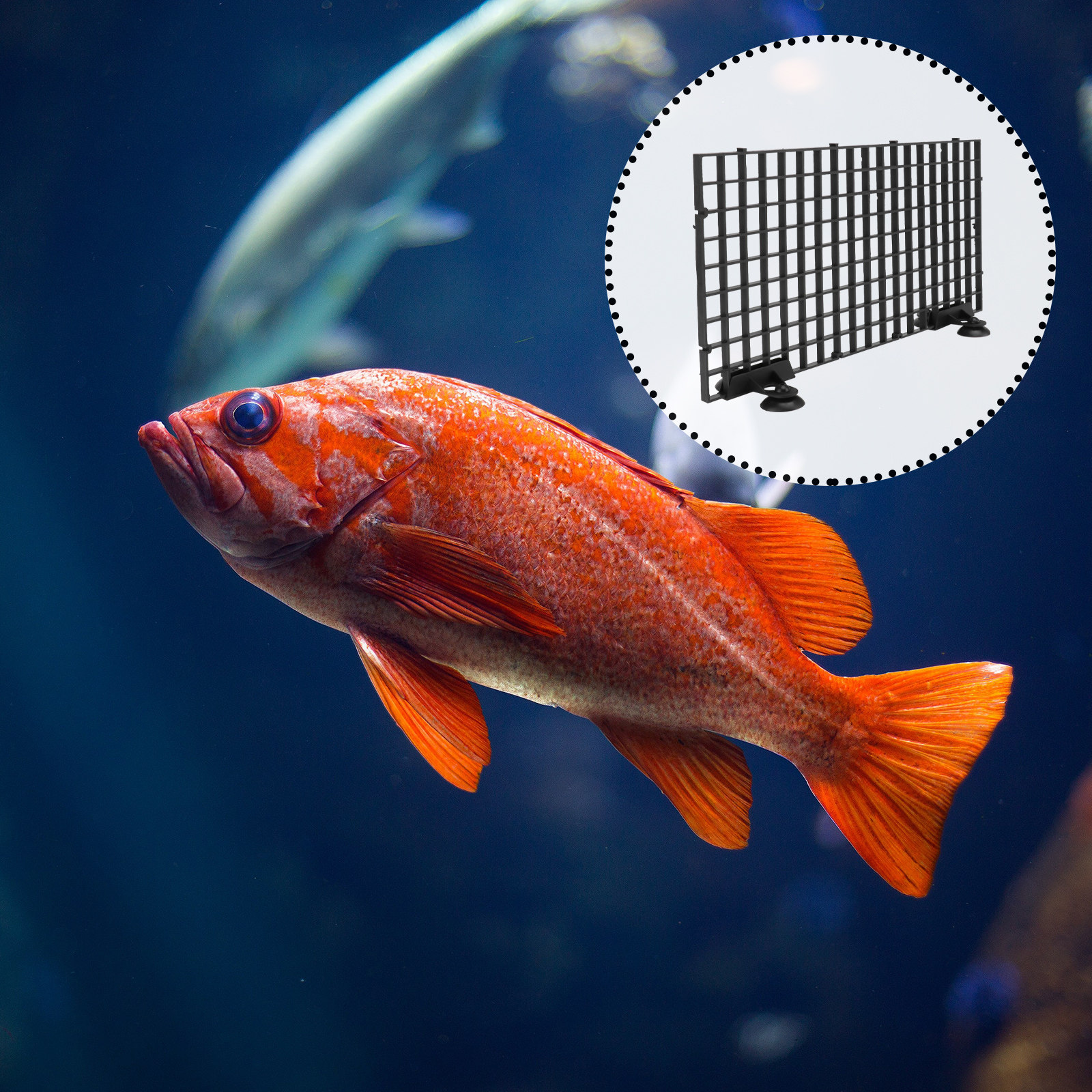 Fish Breeder Net Big Size Blac – Aquarium Fish Big Size Bewertung und Preis