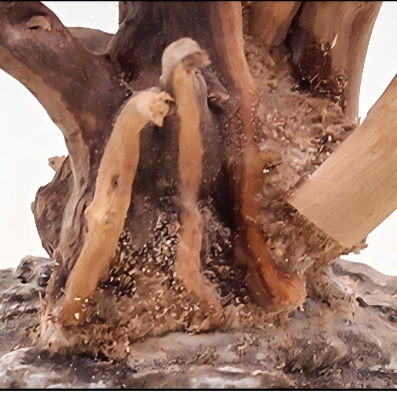 1PC Aquarium Landscaping Wood  – Aquarium Fish For Sale Online Bewertung und Preis