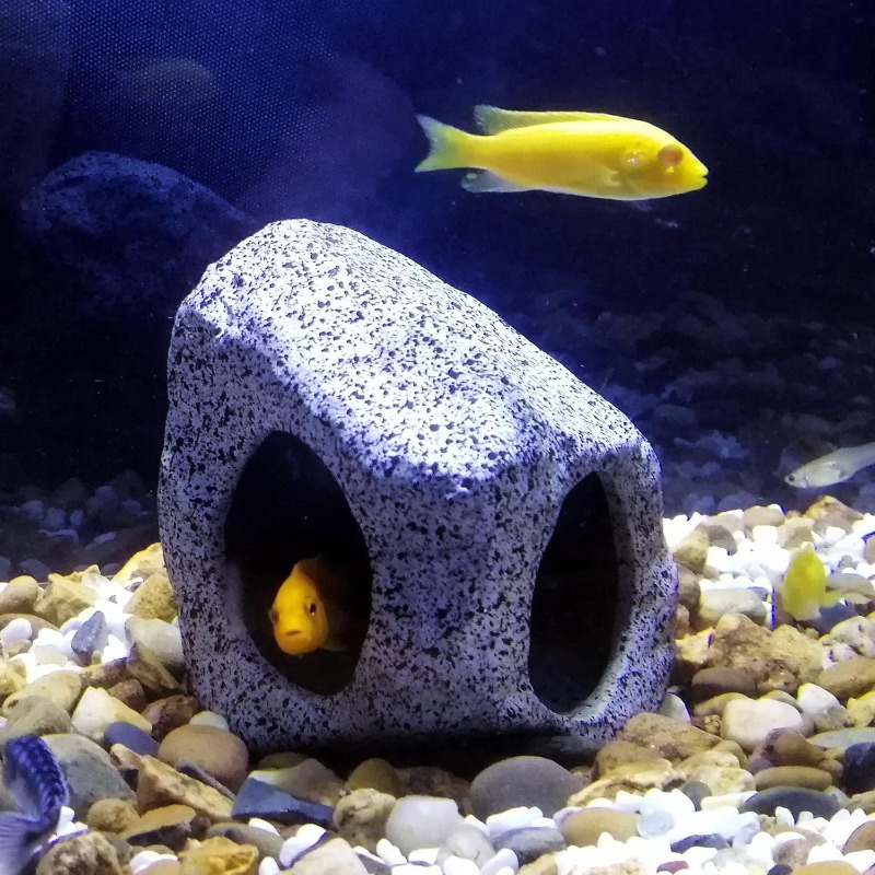 Fish Tank Cave Stone Landscapi – Aquarium Fish For Sale Online Bewertung und Preis